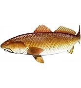 Red Drum Beautiful Fish Decal for Your Boat, Vehicle, Etc. Many Sizes and Styles Available 12" to...