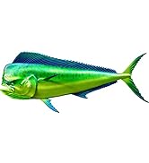 Mahi Mahi Beautiful Fish Decal for Your Boat, Vehicle, Etc 12" to 40"