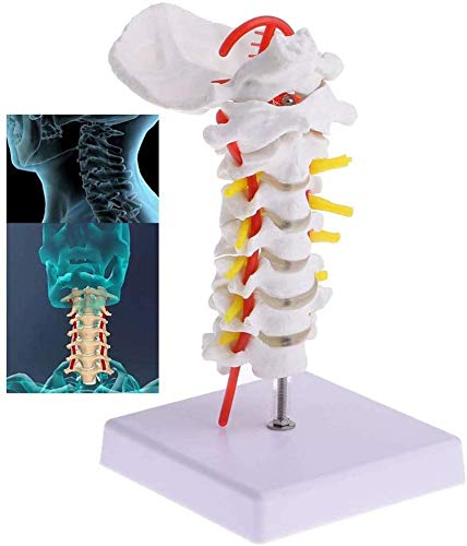 Buy 1: 1 Lifesize Human Vertebra Cervical Carotid Artery Flexible Model ...