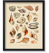 Poster Master Vintage Aquatic Poster - Retro Sea Shells Print - Shell Art - Marine Life Art - Min...