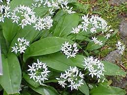 1000pcs Ramsons Allium ursinum Flower Seeds