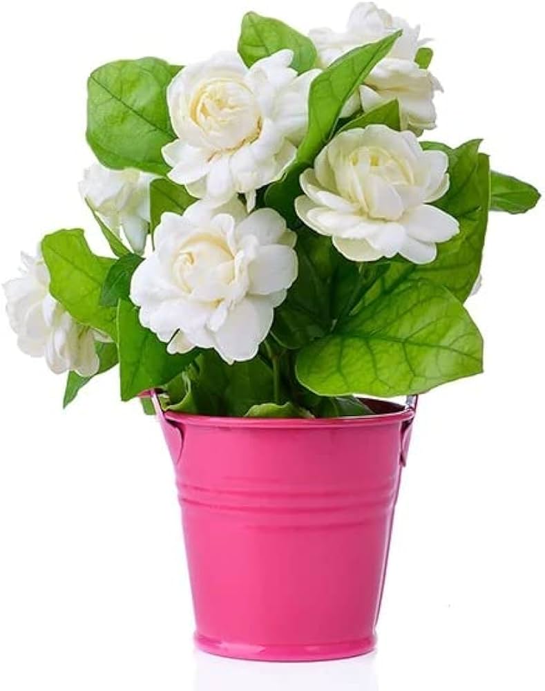 Cloud Farm Arabian Jasmine/Beli Flower/Mogra Flower/Double Petal ...