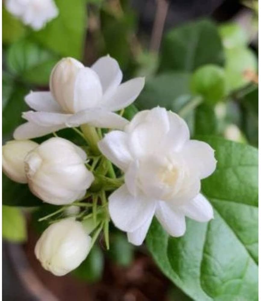 Jasmine mogra creeper live plant (1 live plant) : Amazon.in ...