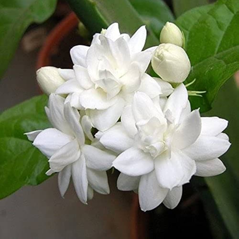 Aiden Gardens Jasmine Flower Plant Rare Arabian Mogra Fragrant ...