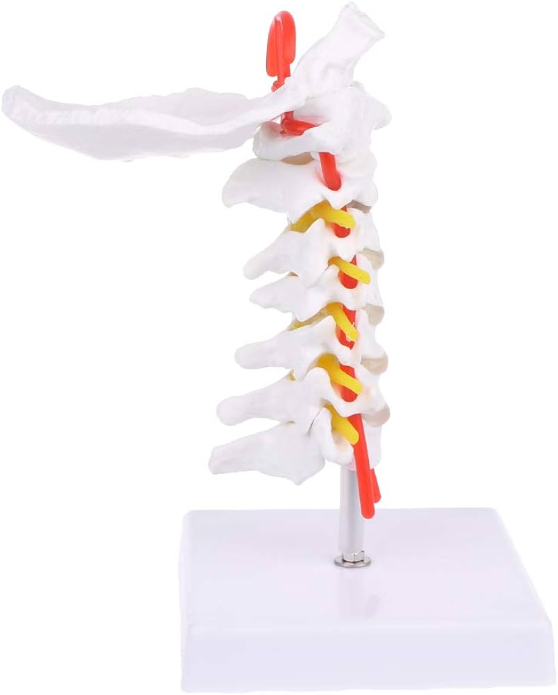 Axis Scientific Cervical Vertebral Column With Spinal