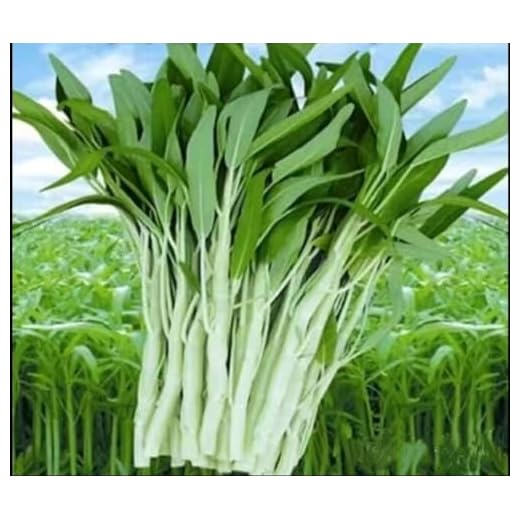 100+ Seed Water Spinach White for Yard & Garden - Non-GMO, Green Leaf Vegetable Seeds for Planting, Produced in The US