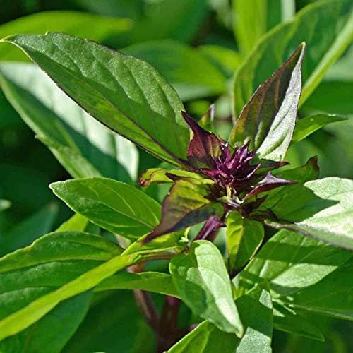 Caribou Seed Company | Siam Queen Thai Basil |100+ Seeds | South Asian Herb | Soups, Stews, Thai Cuisine | Fresh Canadian Herb Seed