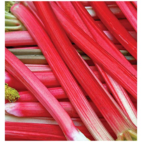 Rhubarb - Canadian Red - Rheum rhabarbarum - Super Heavy Crown/Roots - 6" Pot - 1 Plant by Growers Solution