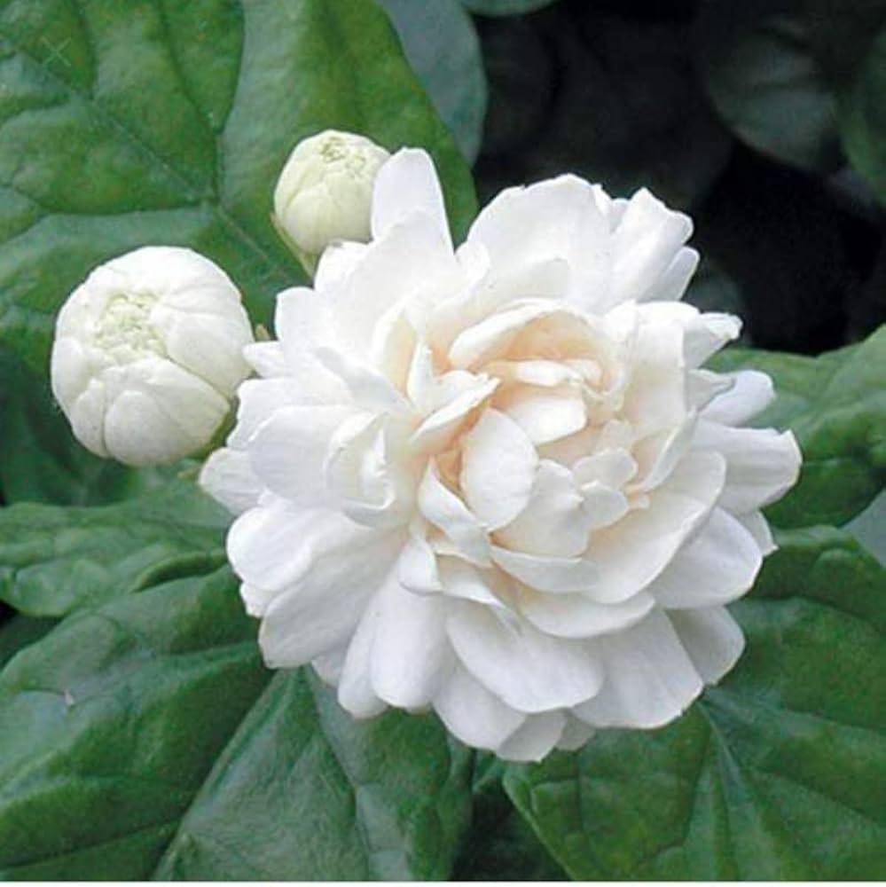 Balbasaur Arabian Jasmine or Chameli / motiya or Mogra Flower ...