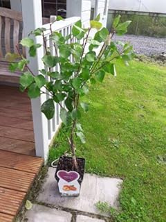 1 x Dwarf Patio Miniature Victoria Plum Tree, in a 5L Pot, Self-Fertile