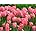 Amazon.com : Tulip Bulbs, Tulip Plant Bulbs,Garden Plants, Tulip ...