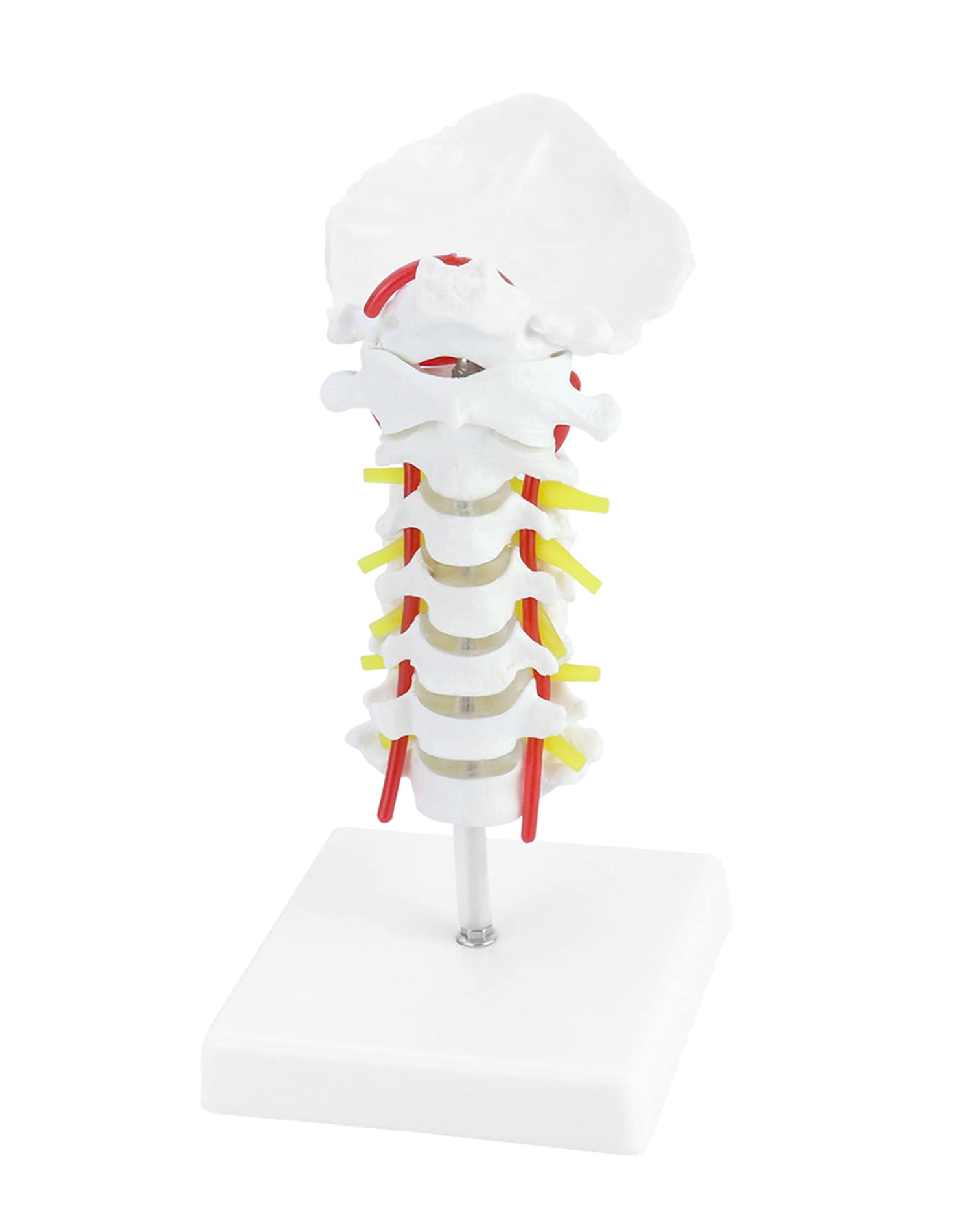 Buy QWORK Cervical Vertebra Arteria Spine Spinal Nerves Anatomical ...