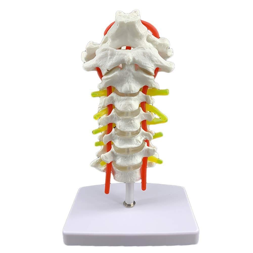 Buy Teaching torso/Cervical Vertebra Model Cervical Vertebra Arteria ...