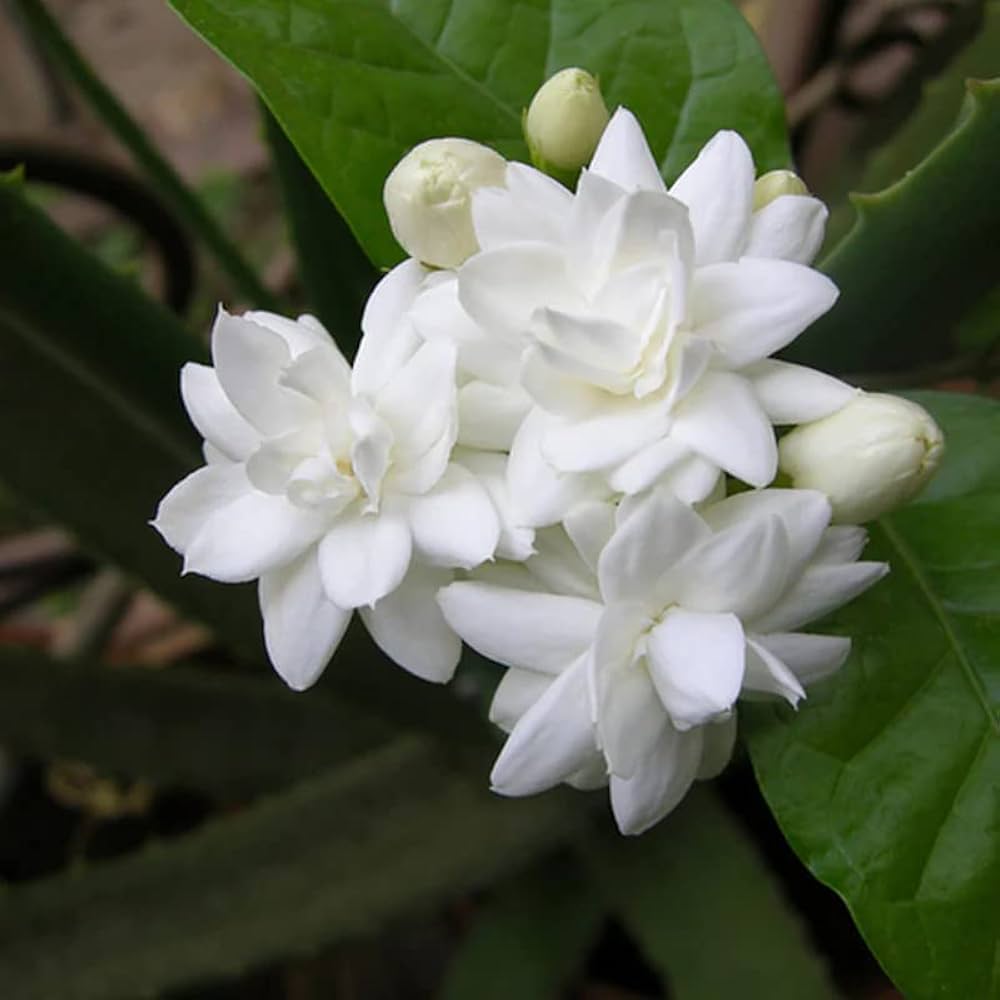 PLANTSGURU Arabian Jasmine Mogra (Double Petal) Aromatic Fragrance ...