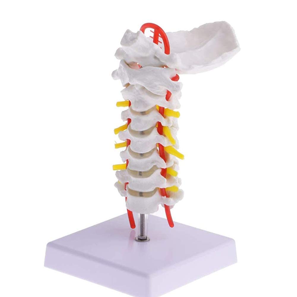 Buy DBSCD Cervical Spine with Carotid Artery Model-Consisting of ...