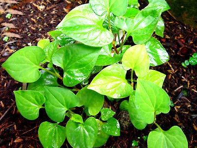 20 Live Bare Root Fish Mint Houttuynia Cordata Asian Herb Starter Plants Rare MHWK25