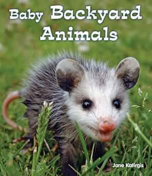 Baby Backyard Animals (All About Baby Animals): Katirgis, Jane:  9781598451580: : Books