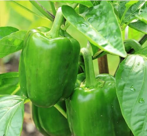 Plants by Post - Live Ready-to-Plant Green Bell Pepper Plant - Pack of 4)