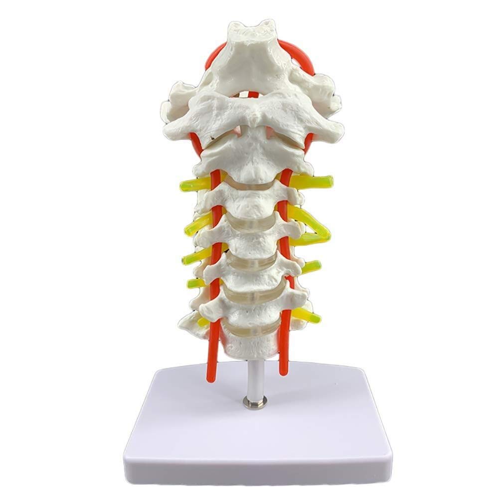 Buy Mannequin Cervical Vertebra Model Cervical Vertebra Arteria Spine ...