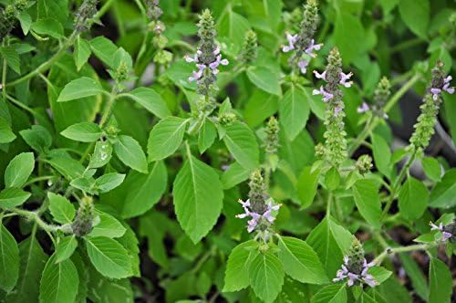 100 Holy Basil Seeds (Ocimum Tenuiflorum)