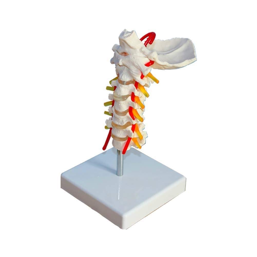 Buy WSJ Teaching torso/Cervical Model Vertebra Arteria Spine Nerves ...