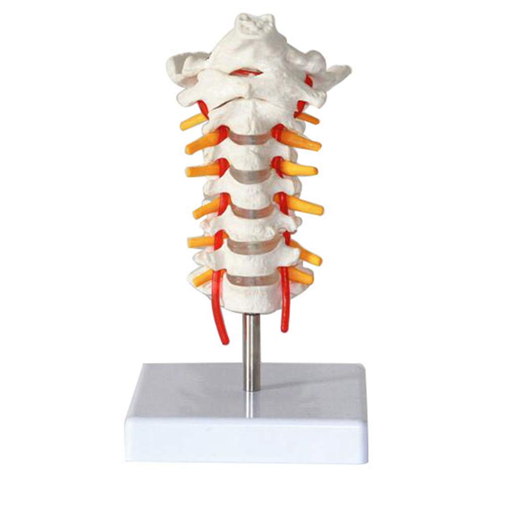 Buy XYXZ Anatomy Model Cervical Vertebra Arteria Spine Spinal Life-Size ...