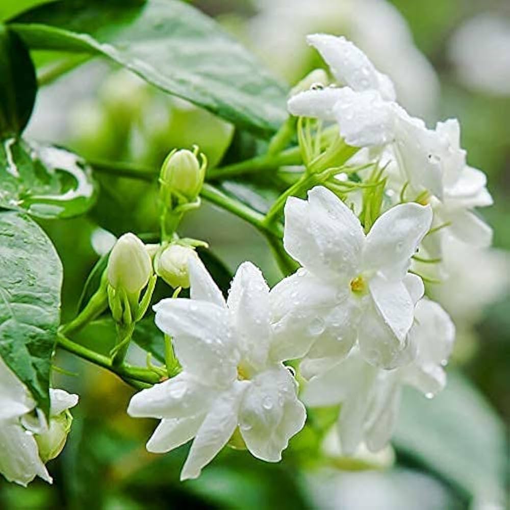 Your Garden Jasmine Natural live Mogra Flower Plant : Amazon.in ...