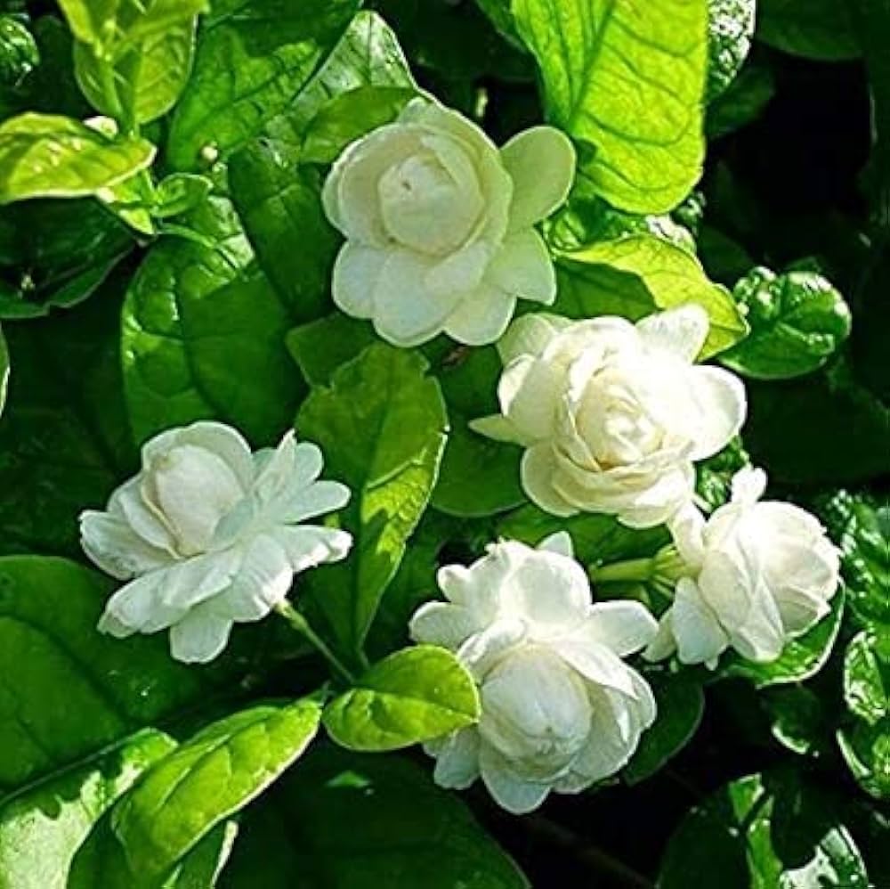 CosaCentrum/Jasmin/Mogra Sambac Live Flower Jasmine Plant