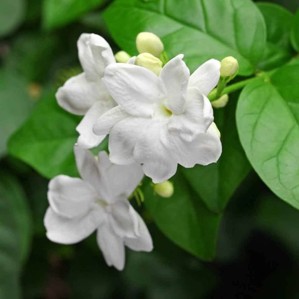 Cloud Farm Arabian Jasmine/Beli Flower/Mogra Flower/Double Petal ...