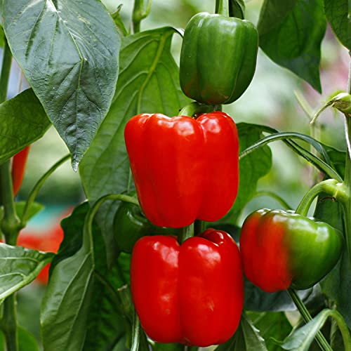 Bonnie Plants Red Bell Pepper Live Vegetable Plants - 4 Pack, Non-Gmo, 2 - 3' Plants, 4.5 x 4" Pepper Size