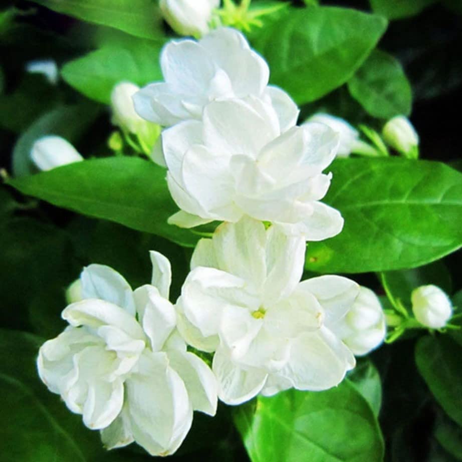 Mogra Double - Arabian jasmine Fragrance Live Flower Plants By ...