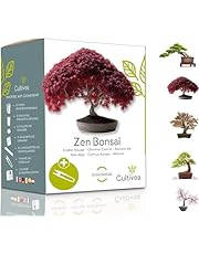 CULTIVEA® Mini Kit Prêt à Pousser Bonsaï – Graines Françaises 100% Écologiques - Jardinez et décorez - Idée Cadeau (Red Mapple, Chinese Cercis, Albizia, Cornus Kousa, Norway Spruce) - Made in France