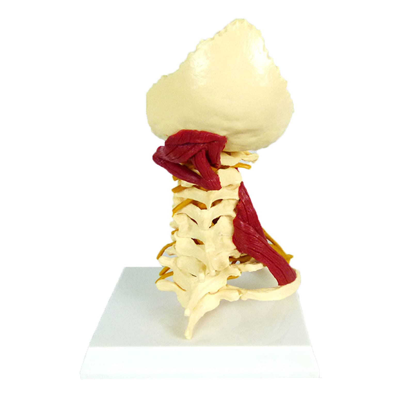 Buy BJH Human Cervical Vertebra Model - Life Size Carotid Artery ...