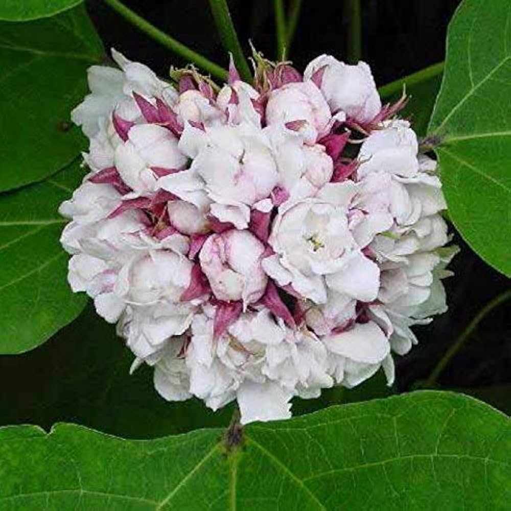 Mphmi Clerodendrum Chinense hazari Mogra Live Plant : Amazon.in