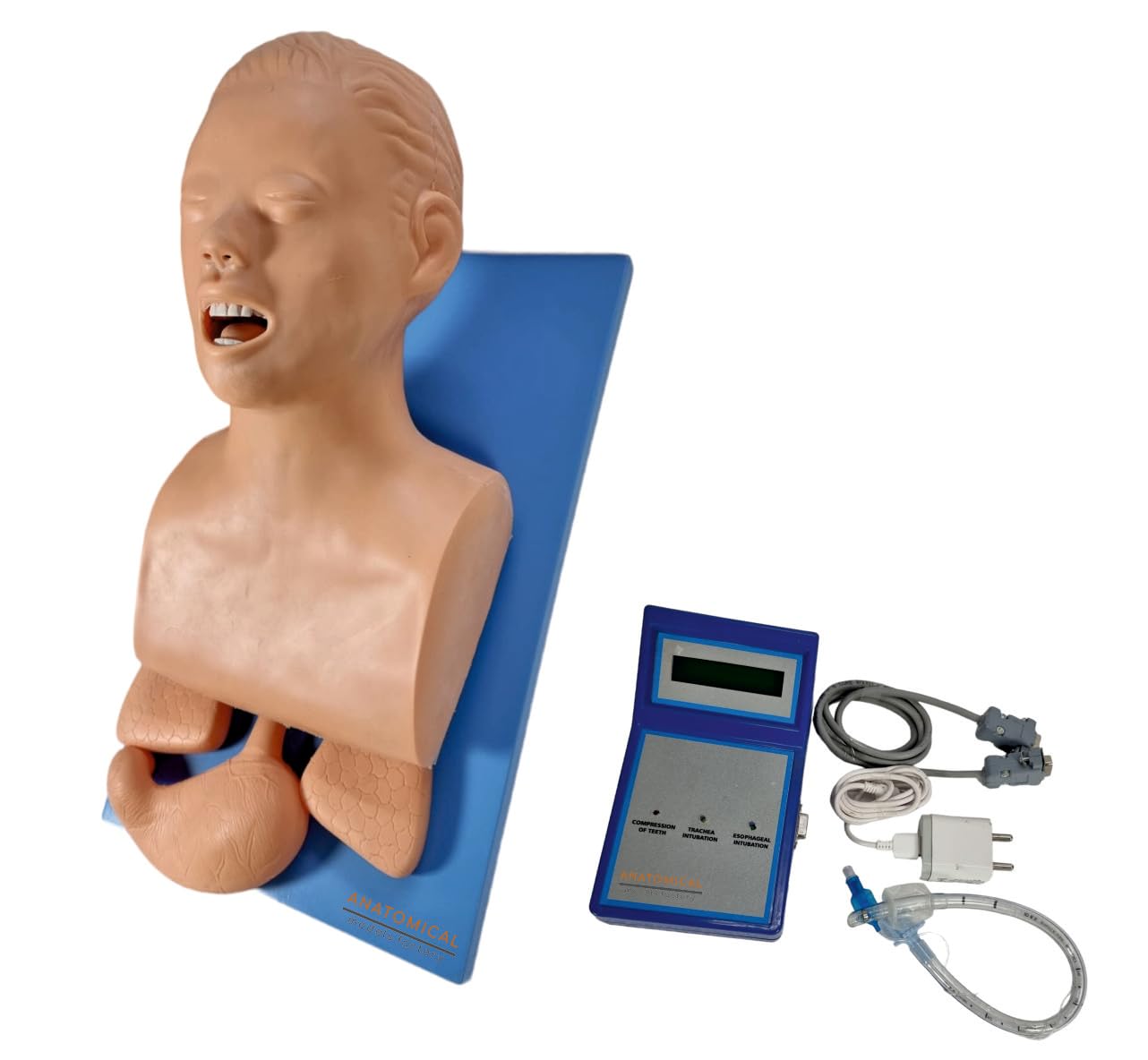 Buy Anatomical Models Factory || Intubation Manikin Teaching Model ...