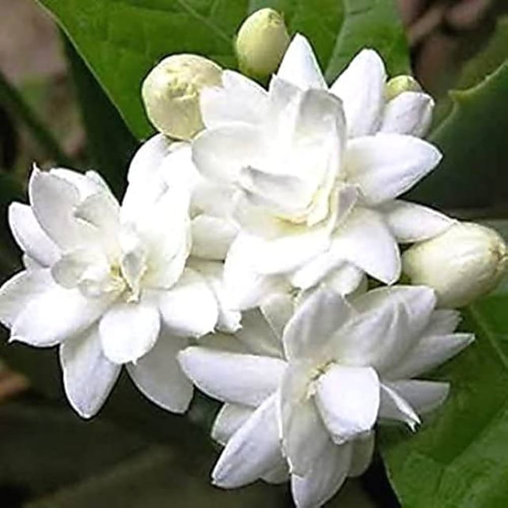 Live Mogra Arabic Jasmine Flower Plant - Healthy Live 1 Flower ...