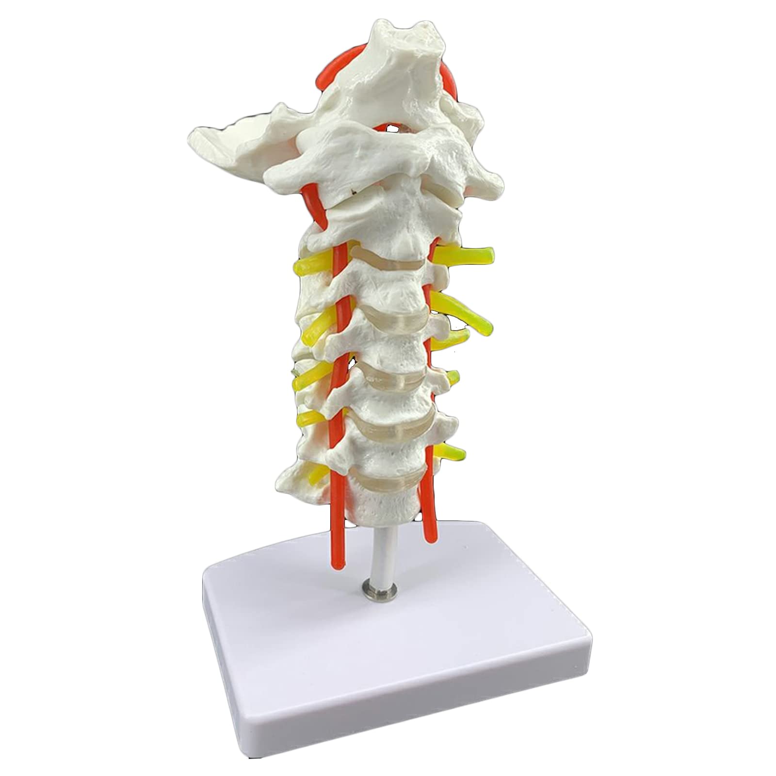 Buy KZ55H Cervical Vertebra Anatomy Model - Arteria Spine Spinal Nerves ...