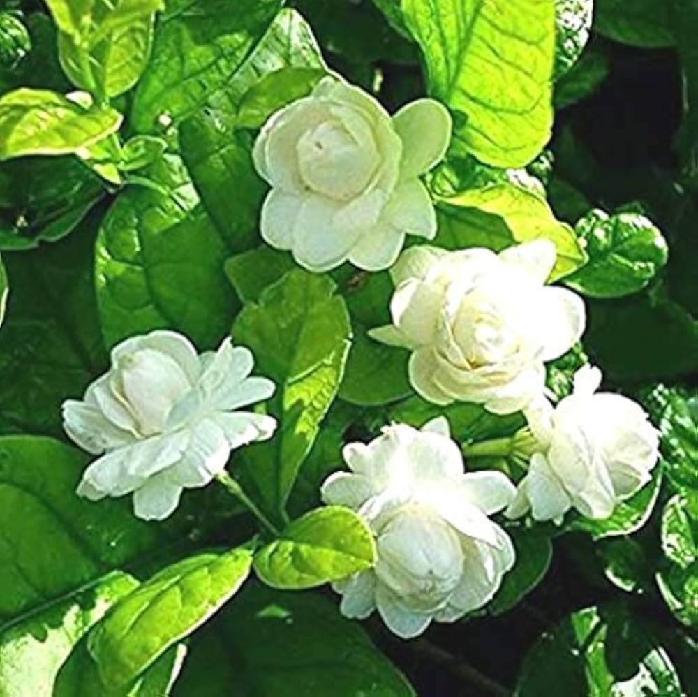 Modern Plants Live White Mogra/Jasminum sambac/Arabian Jasmine ...