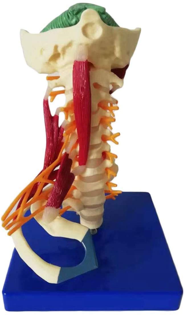 Buy Educational Model Cervical Spine Model Life Size Human Cervical ...