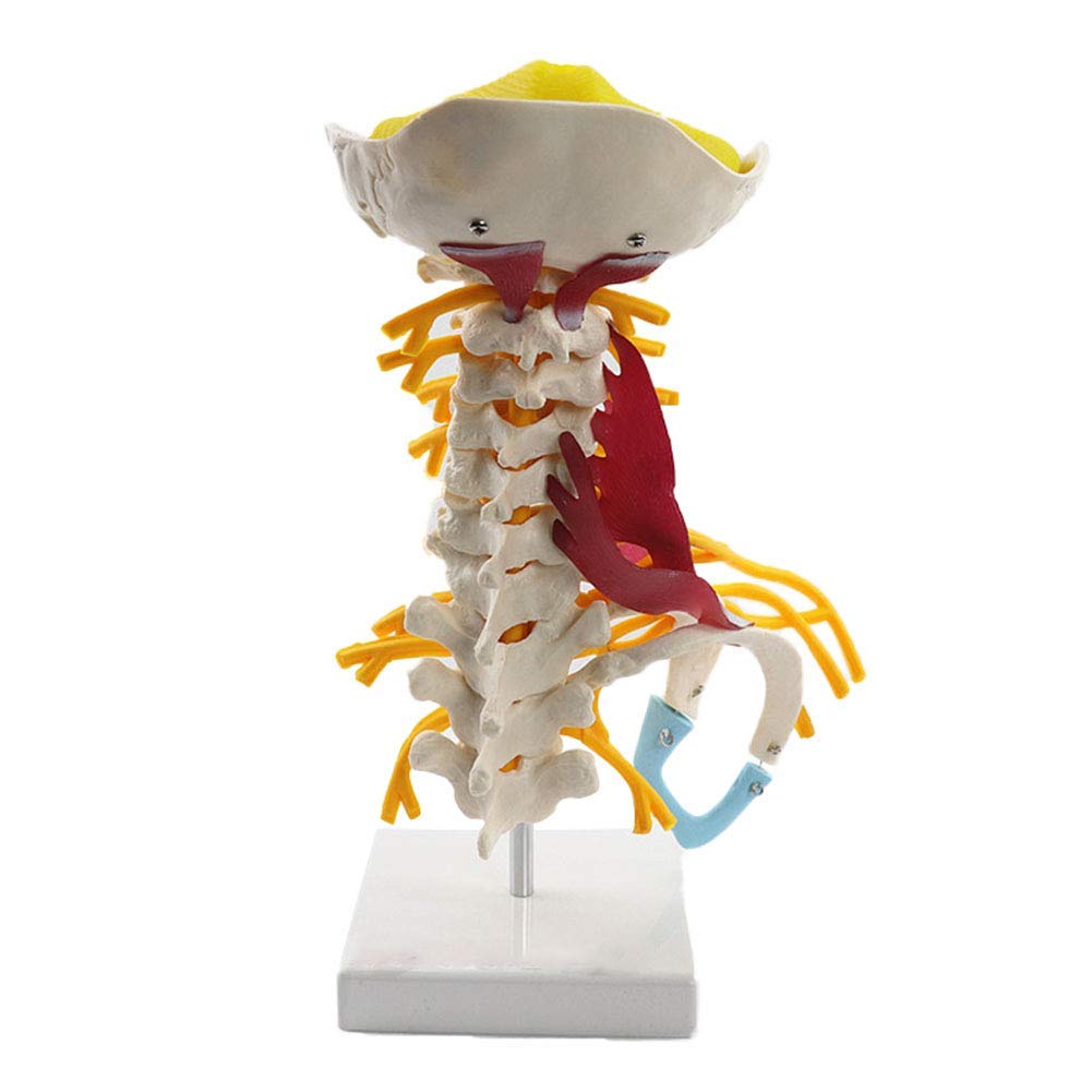 Buy FXQ Cervical Vertebrae Model - Human Cervical Vertebrae Model with ...