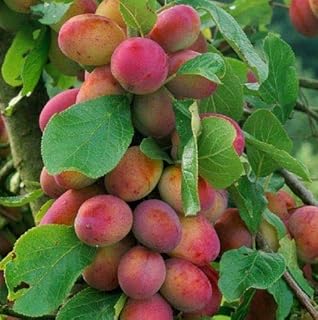 Prunus Victoria Plum Fruit Tree 2-3Yr 6ft Supplied in a 7 Litre Pot by DirectPlants™