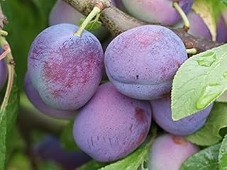 Dwarf Plum Tree 'Blue Tit' ideal garden variety