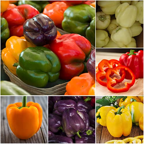 Seed Needs, Rainbow Bell Pepper Seeds for Planting (Capsicum annuum) Single Package of 100 Seeds - Heirloom, Non-GMO & Untreated