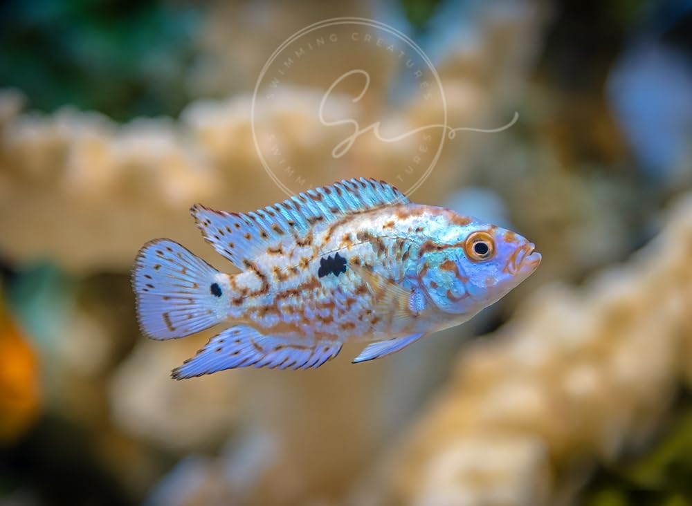 4 Blue Electric Dempsey (Rocio octofasciata) 1-1.5" - AKA Jack Dempsey Cichlid Freshwater Aquarium Fish Live