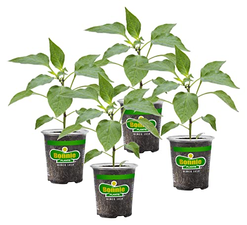 Bonnie Plants Red Bell Pepper Live Vegetable Plants - 4 Pack, Non-Gmo, 2 - 3' Plants, 4.5 x 4" Pepper Size