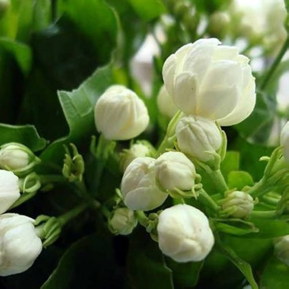 LIVE GREEN Mogra Double Aromatic Flower Plant : Amazon.in: Garden ...