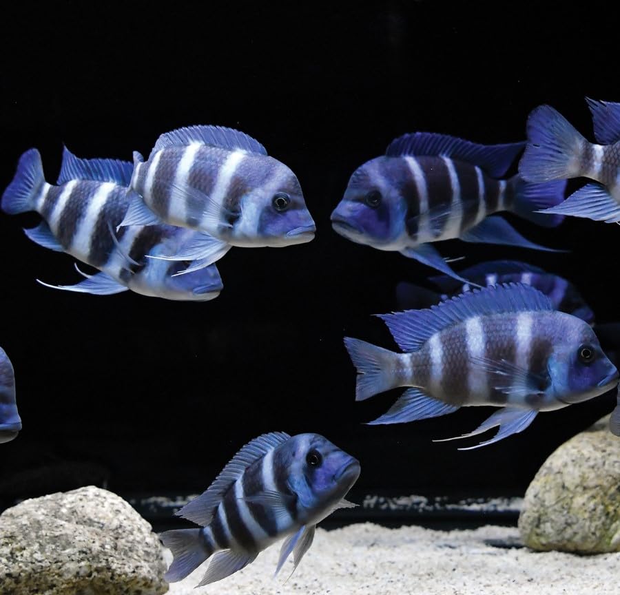 1 Cyphotilapia Frontosa Live Fish, Frontosa Cichlid Fish Live, Live Aquarium Fish, Live Fish, Live Freshwater Fish, Fish Live