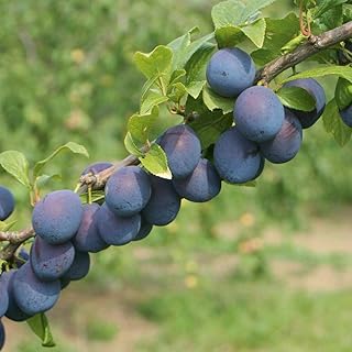 Thompson & Morgan Hardy Damson Plum Fruit Tree ‘Merryweather’ Bare Root Plant, Highly Attractive to Pollinators, High Yiel...