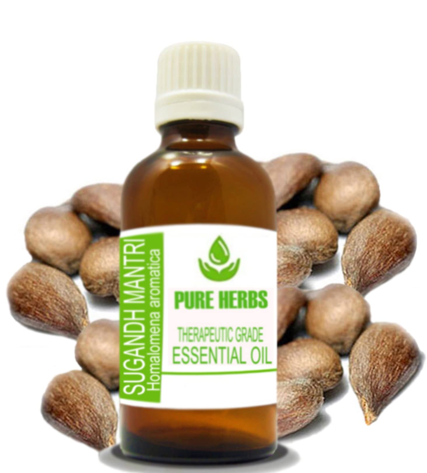 Pure HerbsSUGANDH MANTRI (HOMALOMENA AROMATICA) Pure & Natural Therapeutic Grade Essential Oils (10ml)