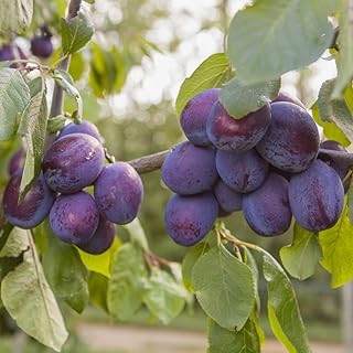 You Garden - 'Czar' Plum Patio Fruit Tree in a 5L Pot 90-110cm Tall Grow Your Own Plum Tree in Garden